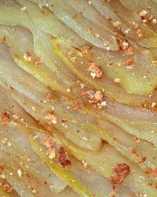 Еще один грушевый десерт с миндалем