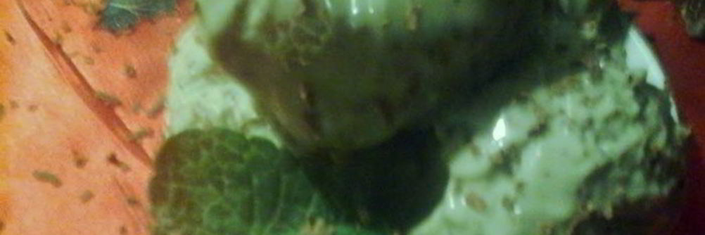 Мятно-шоколадное мороженое