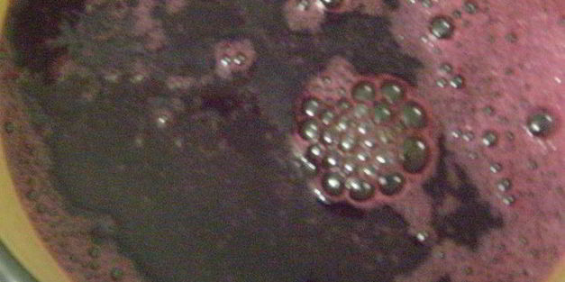 виноградное желе