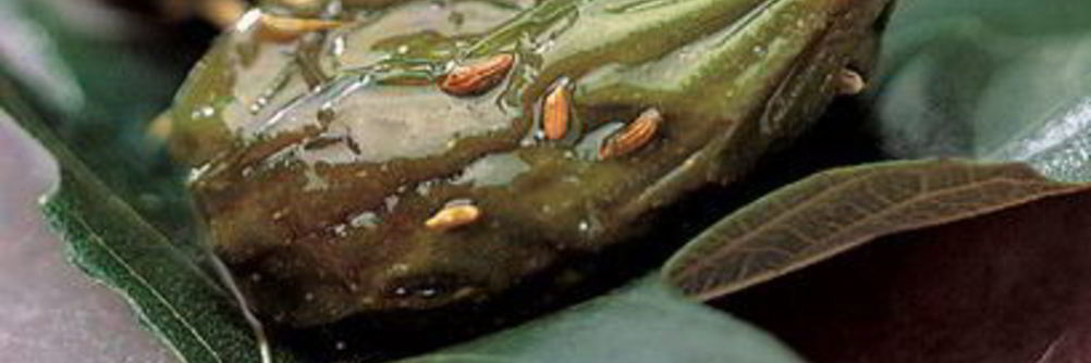 Жареный инжир с медом