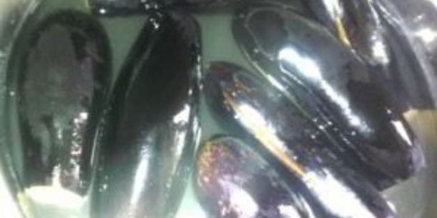 долма из баклажанов по-азербайджански