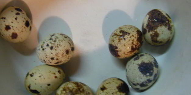 котлеты щучкины штучки