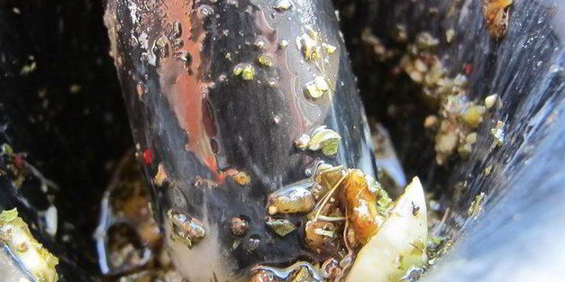 индейка с розовым перцем, мятой и соевым соусом