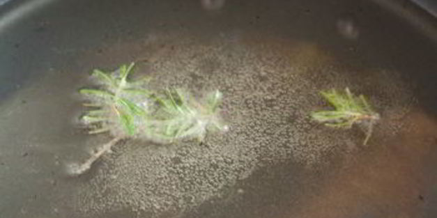 куриные ножки в розмариновом кляре