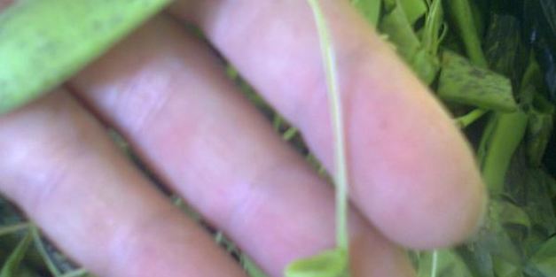 стручковая фасоль с зеленью