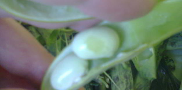 стручковая фасоль с зеленью