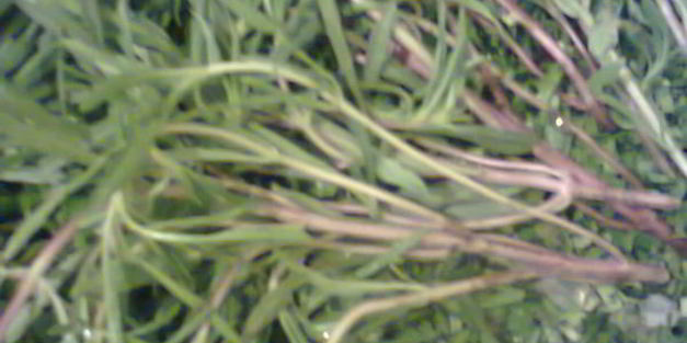 стручковая фасоль с зеленью