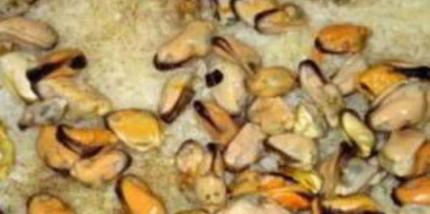 паэлья с мидиями