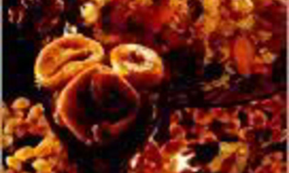 Рецепт плов фруктовый