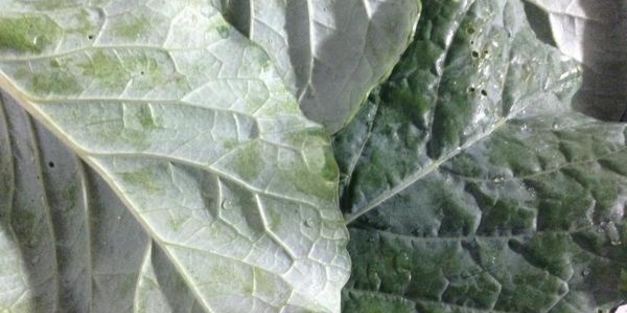 овощное рагу с уткой дамлама