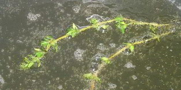 жареный картофель с овощным рагу и чесноком