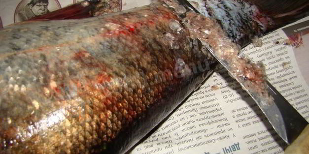 фаршированный толстолобик в духовке запеченный