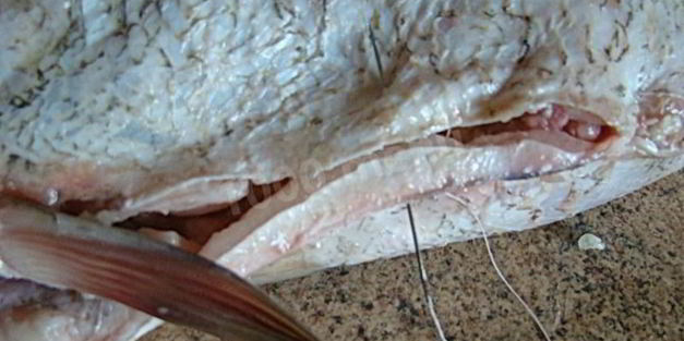 фаршированный толстолобик в духовке запеченный