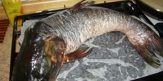 фаршированный толстолобик в духовке запеченный