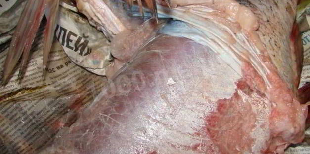 фаршированный толстолобик в духовке запеченный