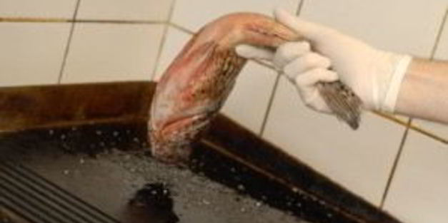 морской окунь в духовке