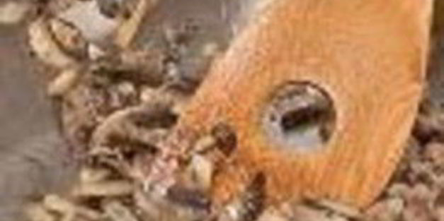 рыба, фаршированная сыром