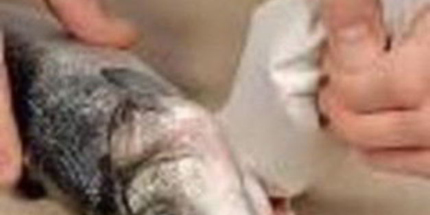 рыба, фаршированная сыром