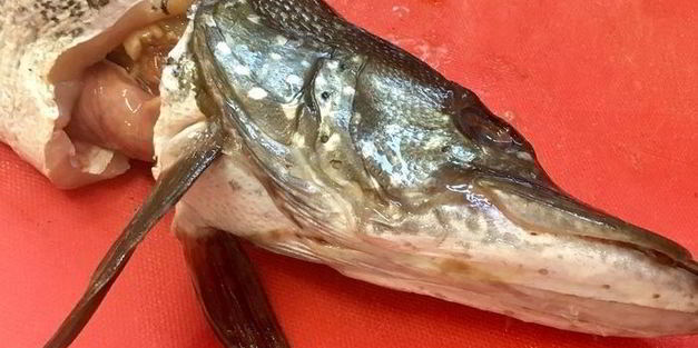 щука фаршированная первый улов