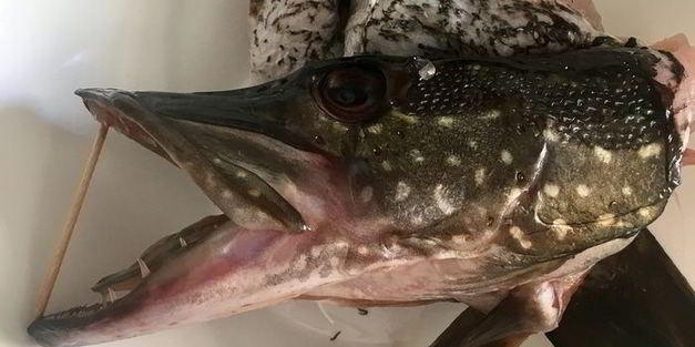щука фаршированная первый улов