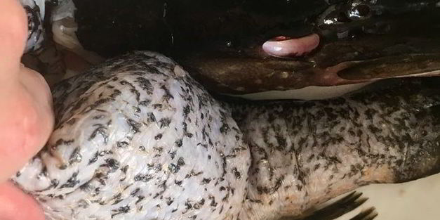 щука фаршированная первый улов