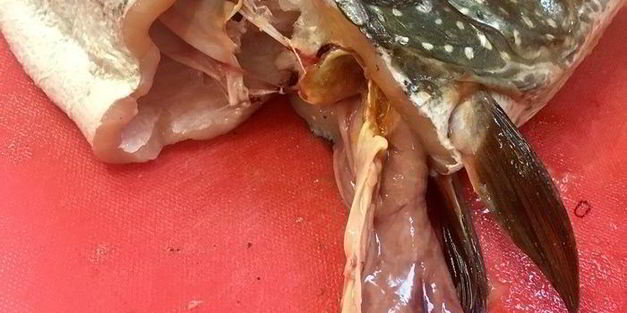 щука фаршированная первый улов