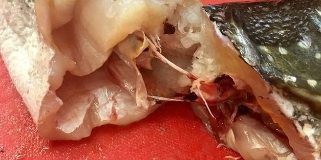 щука фаршированная первый улов