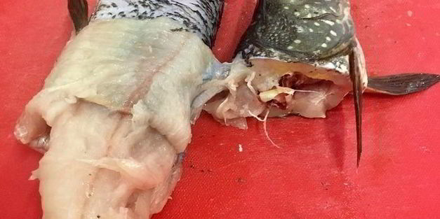 щука фаршированная первый улов