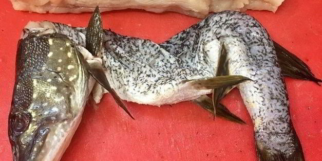 щука фаршированная первый улов