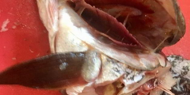 щука фаршированная первый улов