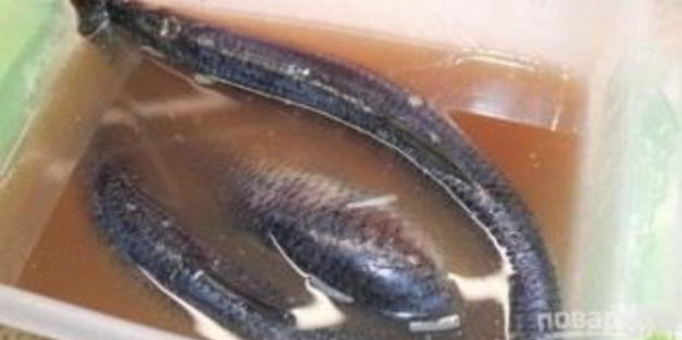 сельдь пряного посола