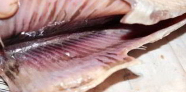 сельдь пряного посола