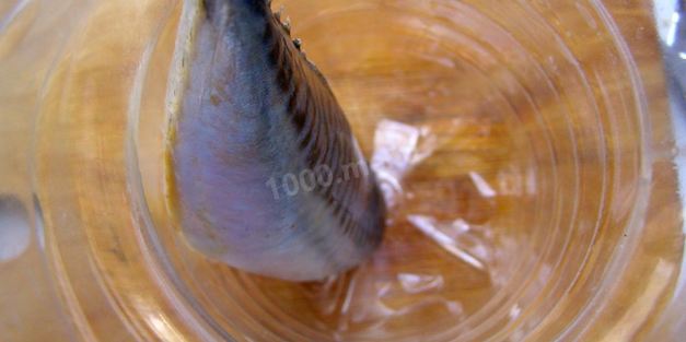 скумбрия в бутылке в луковой шелухе