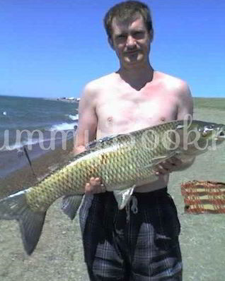 Сом жареный