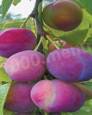 Домашнее сливовое вино из сливы