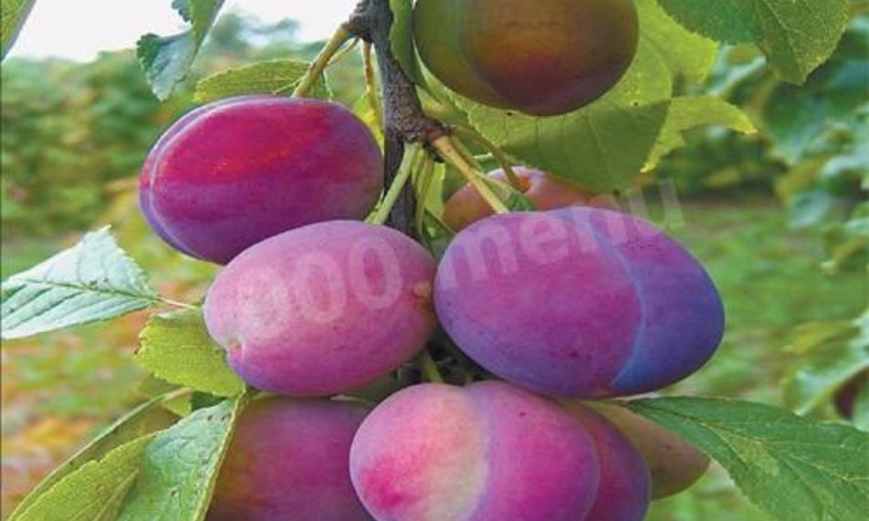 Рецепт домашнее сливовое вино из сливы