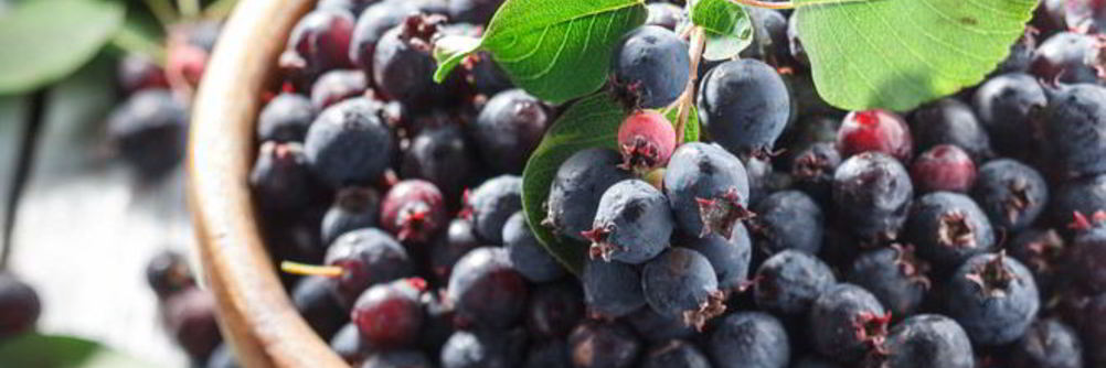 Домашнее вино из ирги