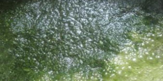 мятный сироп