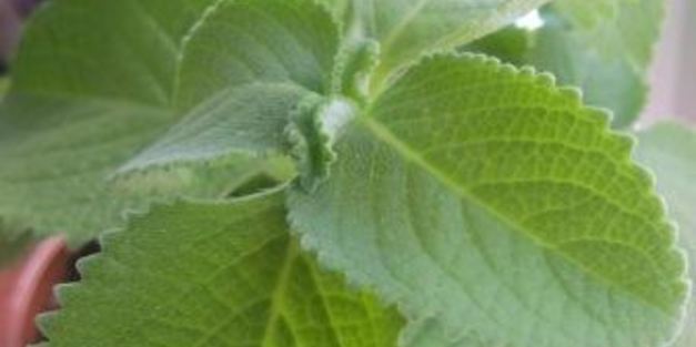 мятный сироп