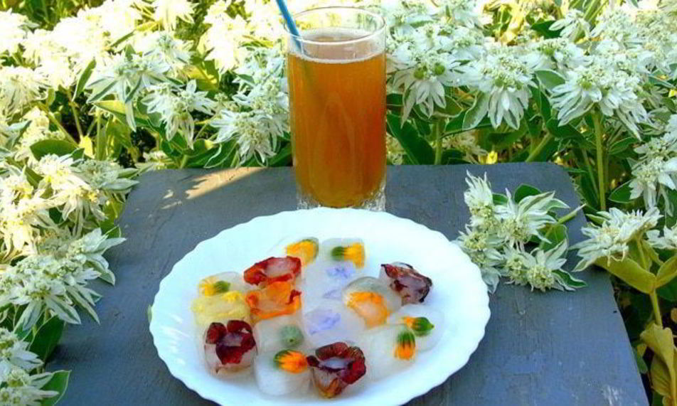 Рецепт напиток из календулы с цветочным льдом