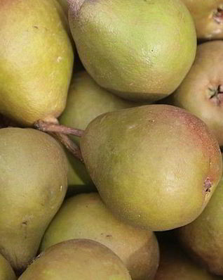 Самогон из груш