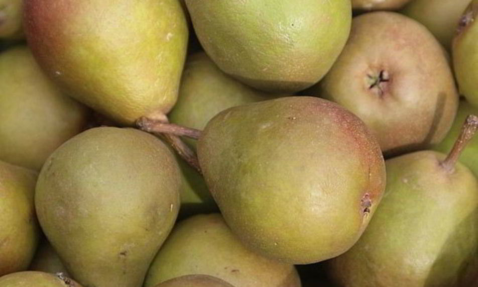 Рецепт самогон из груш