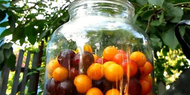 вино из алычи простое домашнее