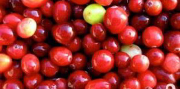 витаминный напиток великолепная клюква