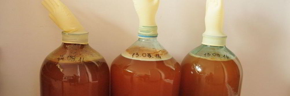 Яблочное вино