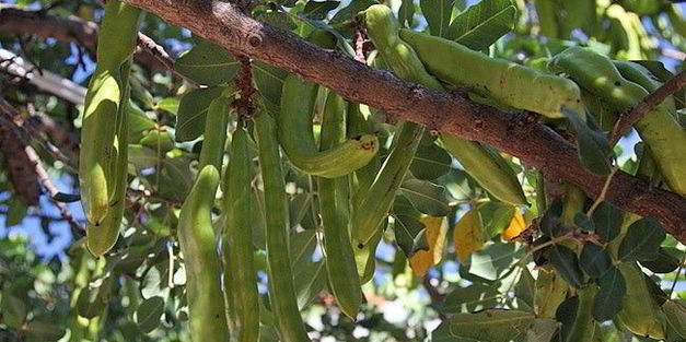 желлеб-традиционный ливанский напиток