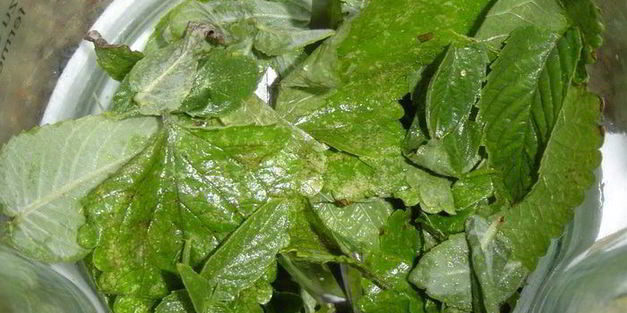 зеленый салат