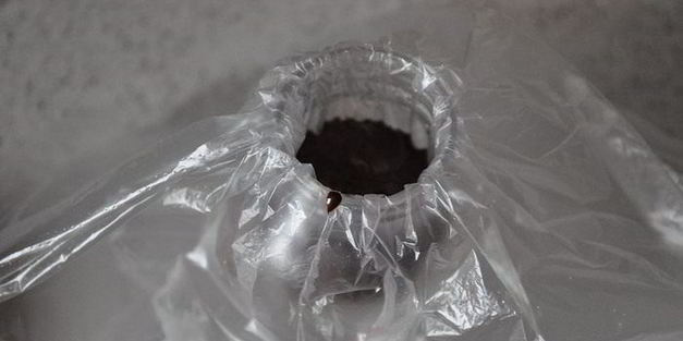 блины с молочной начинкой в шоколадных кольцах