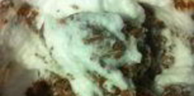 шоколадный кекс с черной смородиной