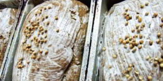 бородинский хлеб в духовке